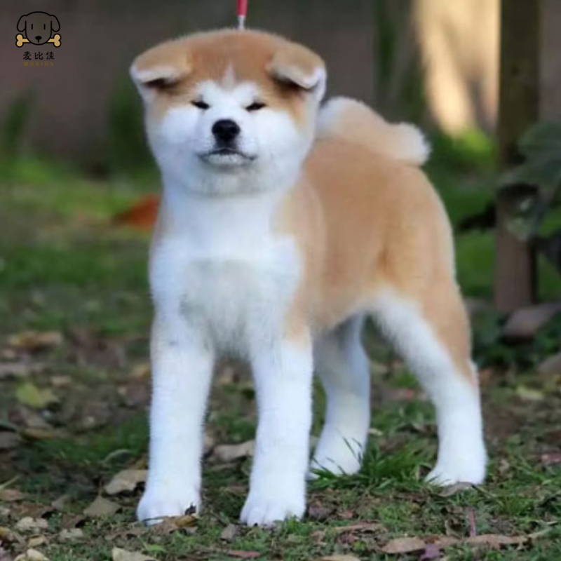 麦比佳 秋田犬幼犬 狗狗活体 纯种双血统级大型犬秋田宠物狗 大骨架赛级高品质日系秋田看家护院忠犬八公狗视频挑选高清大图