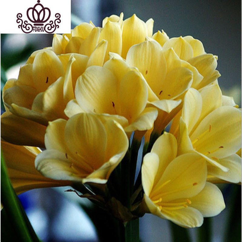 季精品盆栽名贵室内好养活带花苞圆头和尚绿植物花卉1012片叶金冠含盆