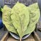 甄选柿子叶100克干货柿子叶茶货柿叶霜后柿子树叶干货9260