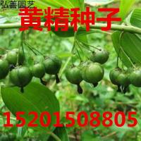 子暄 新种子 鸡头精种子 老虎姜精种子 玉竹种子
