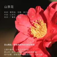 东方宝石香氛衣物柔顺剂(日式山茶花)760ml