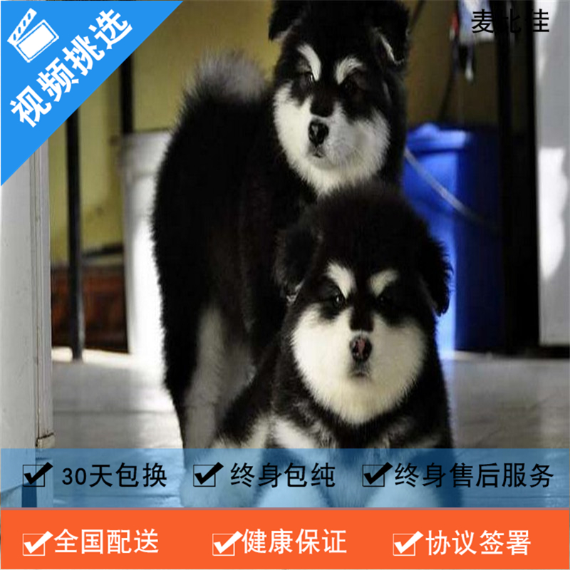 麦比佳 纯种巨型阿拉斯加幼犬活体宠物 熊版十字脸阿拉斯加雪橇犬 双血统烟灰色桃脸阿拉斯加幼崽 巨大型雪橇犬阿拉斯加犬55高清大图