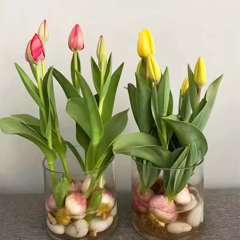 郁金香(带花苞,3种颜色)株高20-40cm冠幅20-30cm高清大图