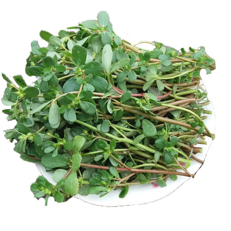 新鲜马齿笕马蜂菜马齿苋2kg现挖野菜长寿菜红蚂蚱蔬菜可开发票