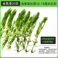 金鱼藻蜈蚣草水草植物绿菊鱼缸造景水培真草养鱼草缸绿植净水新草 均码 金鱼藻20支送圆心萍