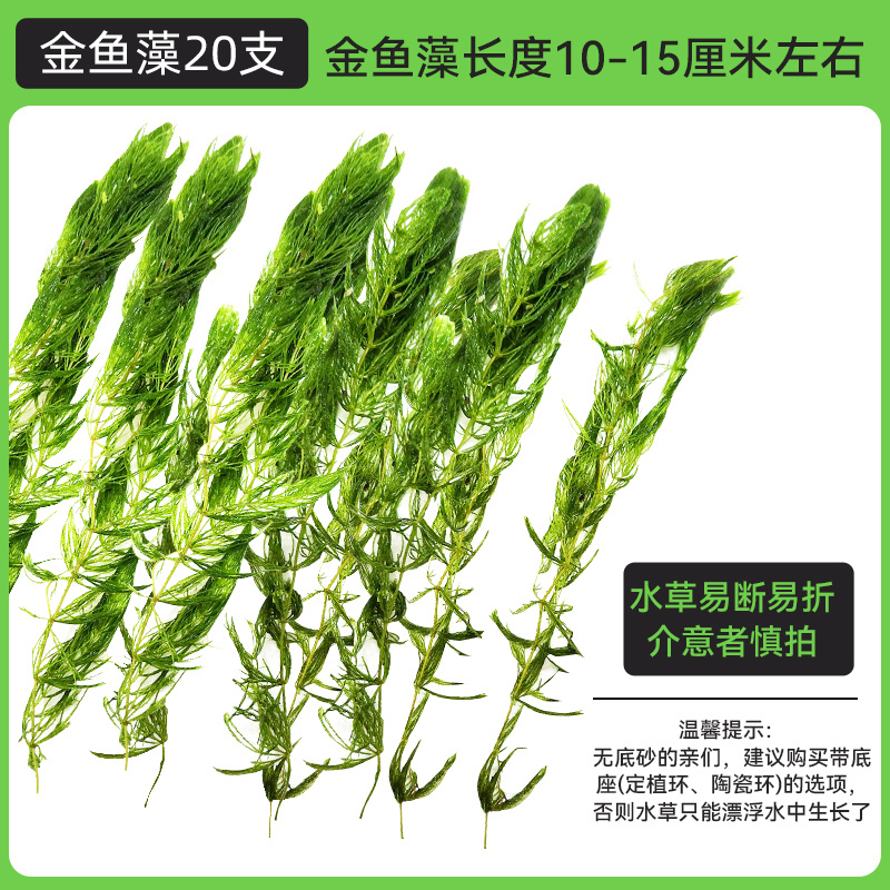金鱼藻蜈蚣草水草植物绿菊鱼缸造景水培真草养鱼草缸绿植净水新手