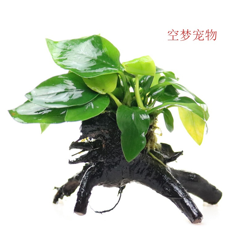 鱼缸水族箱造景水榕沉木水淡水无土植物后景宫廷真水绿菊高清大图