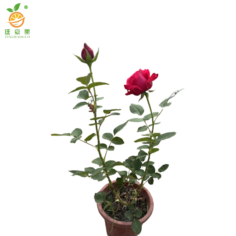 廷豪果 月季花 20cm /根高清大图