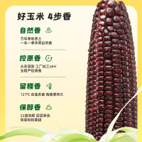 十月稻田黑糯玉米220g*8根东北软糯甘甜大棒富含花青素清香1.76kg