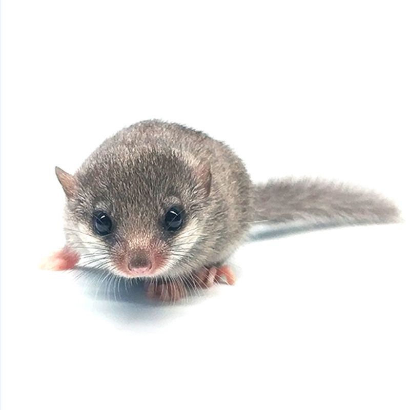 西班牙睡鼠幼崽活物好养的小宠物小型学生宿舍粘人迷你懒人小宠物睡鼠