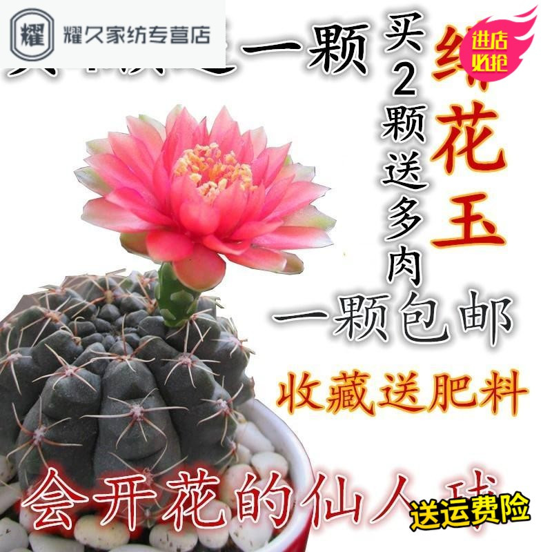 多肉植物仙人球绯花玉 会开花的仙人球绯花玉 防辐射花卉绿植(请先与客服确认再下单)