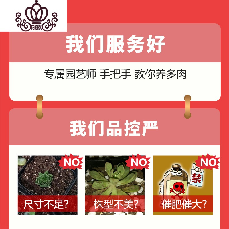 封后MMH多肉植物组合新手套餐肉肉多肉花植物含白瓷花盆花卉盆栽 长方圆边盆组合 含盆