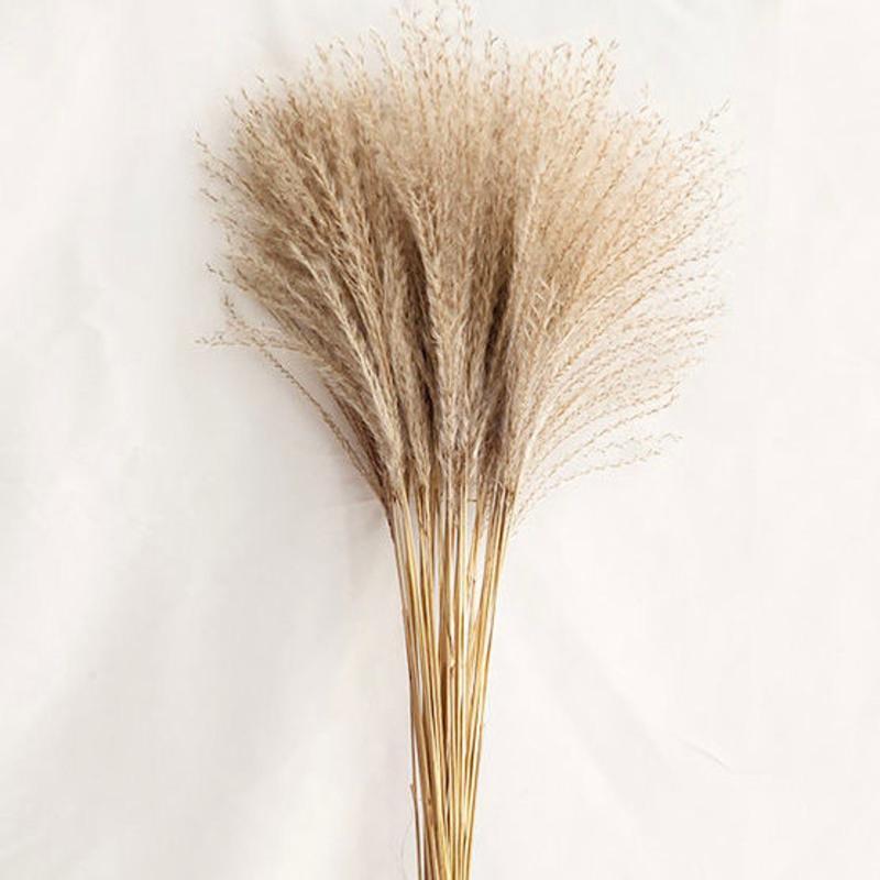 野生天然小芦苇干花永生毛草花束浮尘狗尾草原色粉色婚礼背景装饰