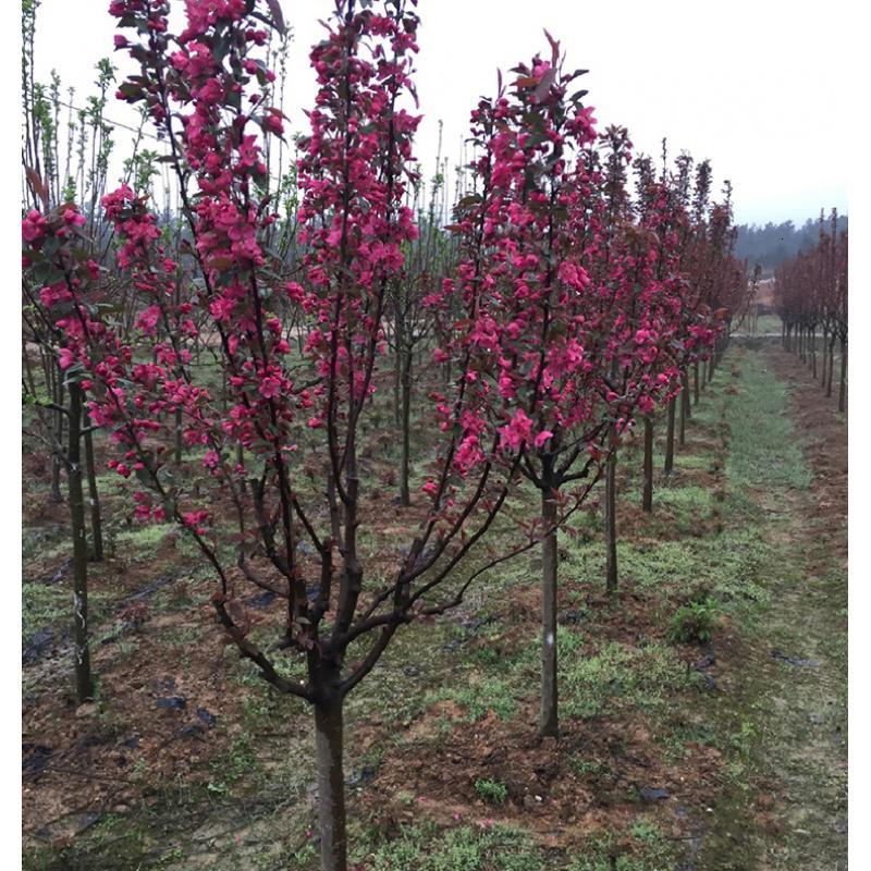 悦芳华海棠树苗花苗西府垂丝北美海棠地盆栽花卉风景树庭院植物大型