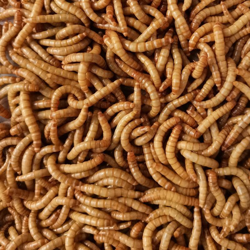 2ZydwwoIsKUjJLILk75LvQ.jpg_800w_800h_4e