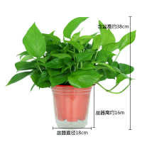 艾荟萃 绿萝盆栽客厅卧室除甲醛空气净化室内植物绿植盆栽水培植带土含盆养护非常容易 绿萝180#-高脚红盆（储水）