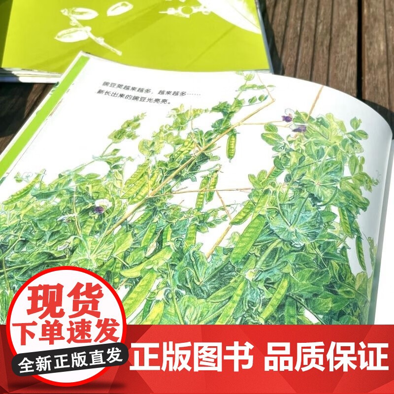 一颗一颗豌豆精装硬壳麦田精选图画书适合3-6周岁植物蔬菜科普绘本少年儿童出版社正版高清大图