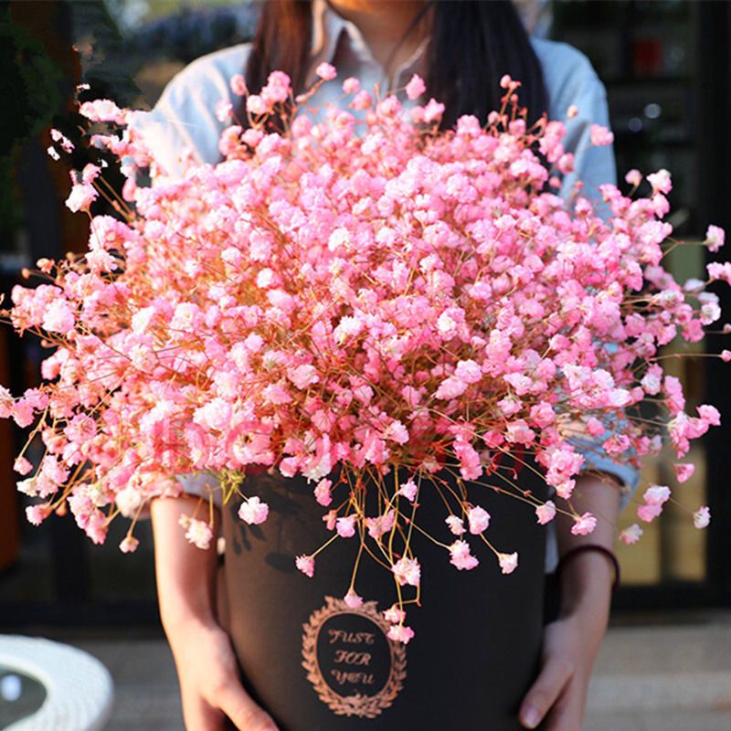星种子庭院易种四季开花种籽盆栽花卉室内外植物种子薄荷满天星1000粒