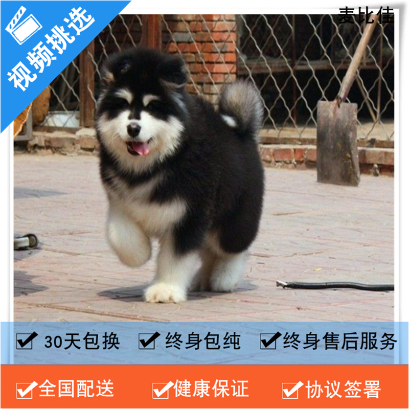 麦比佳 纯种巨型阿拉斯加幼犬活体宠物 熊版十字脸阿拉斯加雪橇犬 双血统烟灰色桃脸阿拉斯加幼崽 巨大型雪橇犬阿拉斯加犬F高清大图