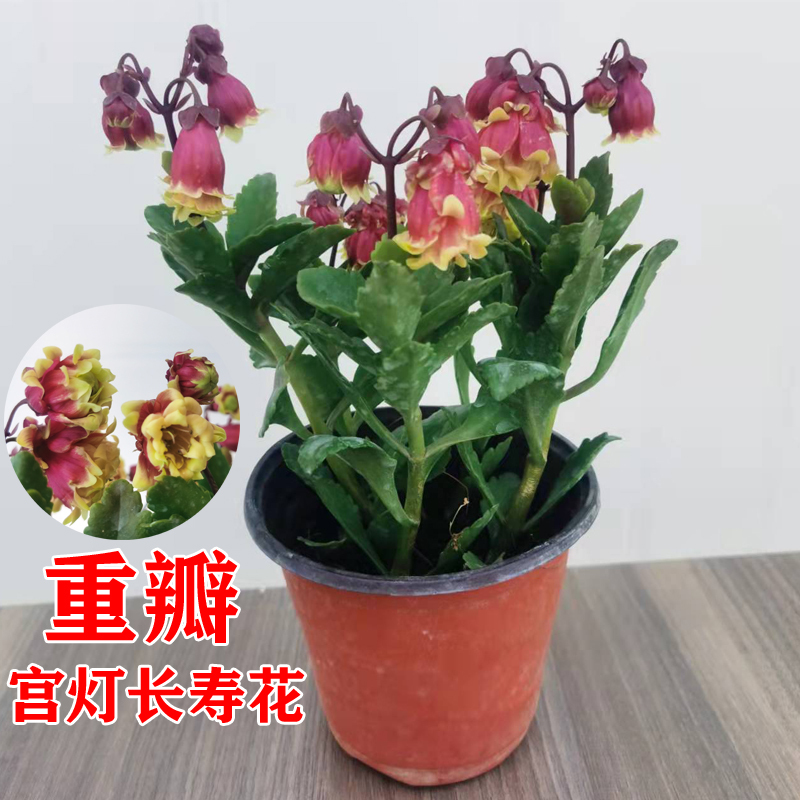 宫灯长寿花盆栽重瓣大花植物花卉室内带花苞阳台倒挂金钟容易好养报价 参数 图片 视频 怎么样 问答 苏宁易购