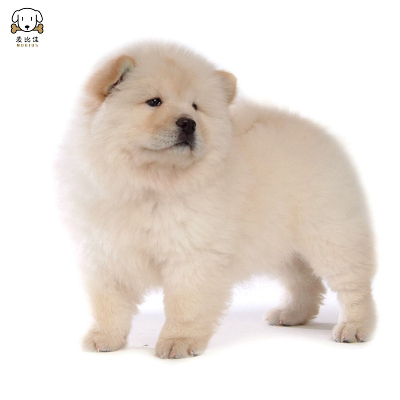 麦比佳松狮犬幼犬松狮狗狗活体纯种双血统大骨架大肉嘴松狮狗赛级面包嘴中大型家庭犬米白色黄色黑色 视频挑选高清大图
