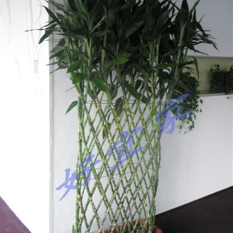 优橙 竹排绿植盆栽花卉大型花室内净化空气图片