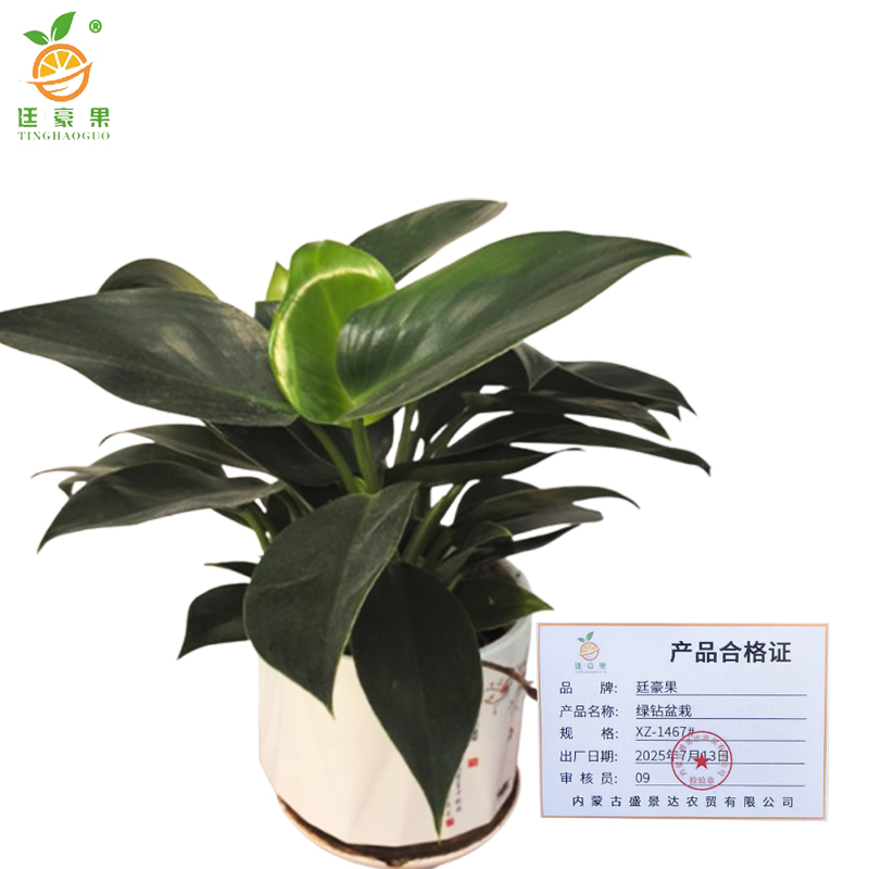 廷豪果 绿钻盆栽 XZ-1467# /盆高清大图