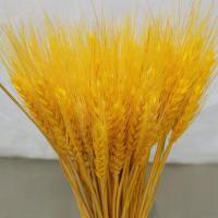 麦穗干花花束黄金大麦开业大麦花篮田园装饰拍摄道具稻穗真花|金黄色麦穗5支