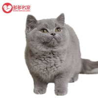 英国蓝猫 英国短毛猫蓝猫 纯种蓝猫幼崽 猫咪幼猫