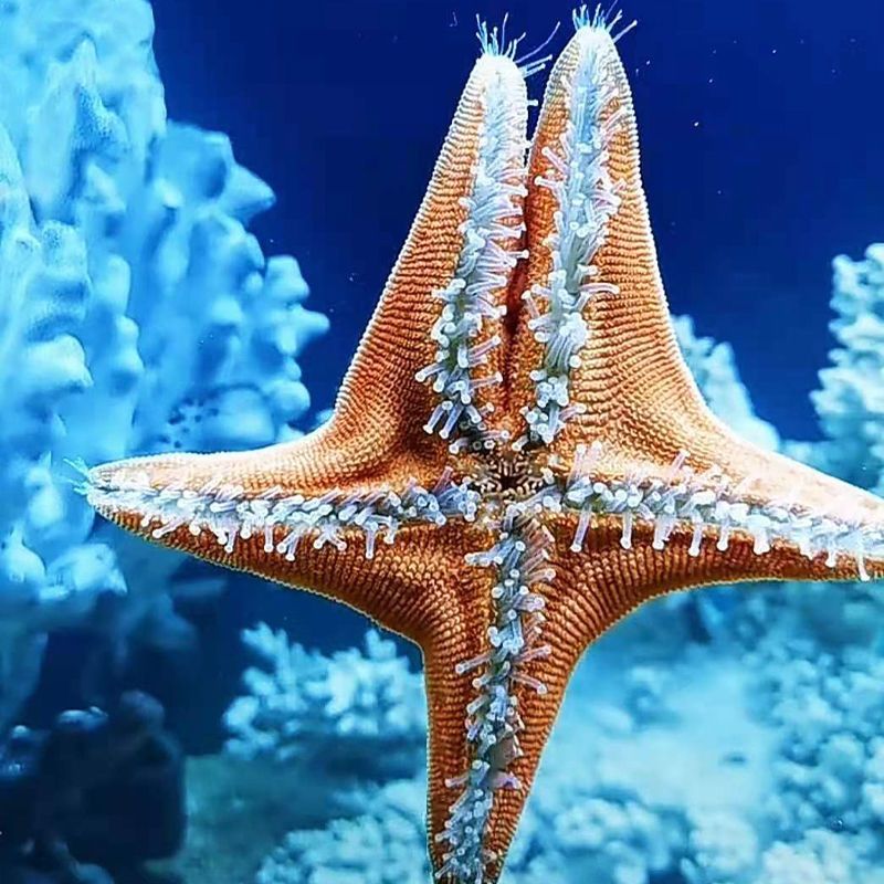 野生海水鱼缸迷你海洋生物观赏动物活的翻砂小海星一只海星5cm左右