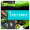 水泥鱼缸造景种植土缸底砂底沙营养净水土陶粒基肥鱼缸水泥