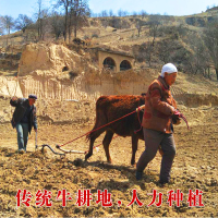 [中华特色]米脂馆 陕北特产黑豆农家自产五谷杂粮黄心黑豆食用粗粮400g*6