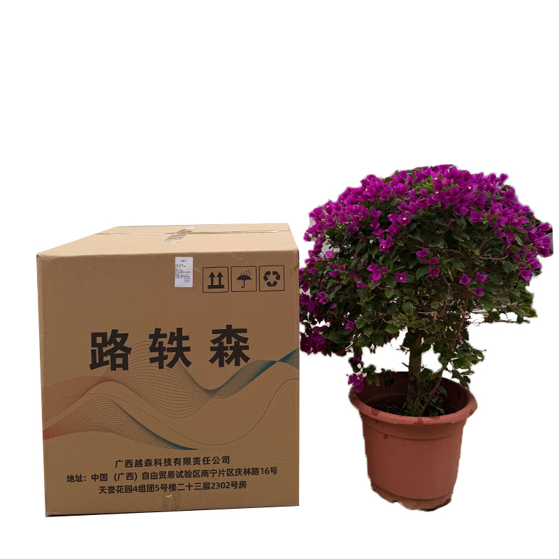 路轶森 三角梅 0.7m 棵高清大图
