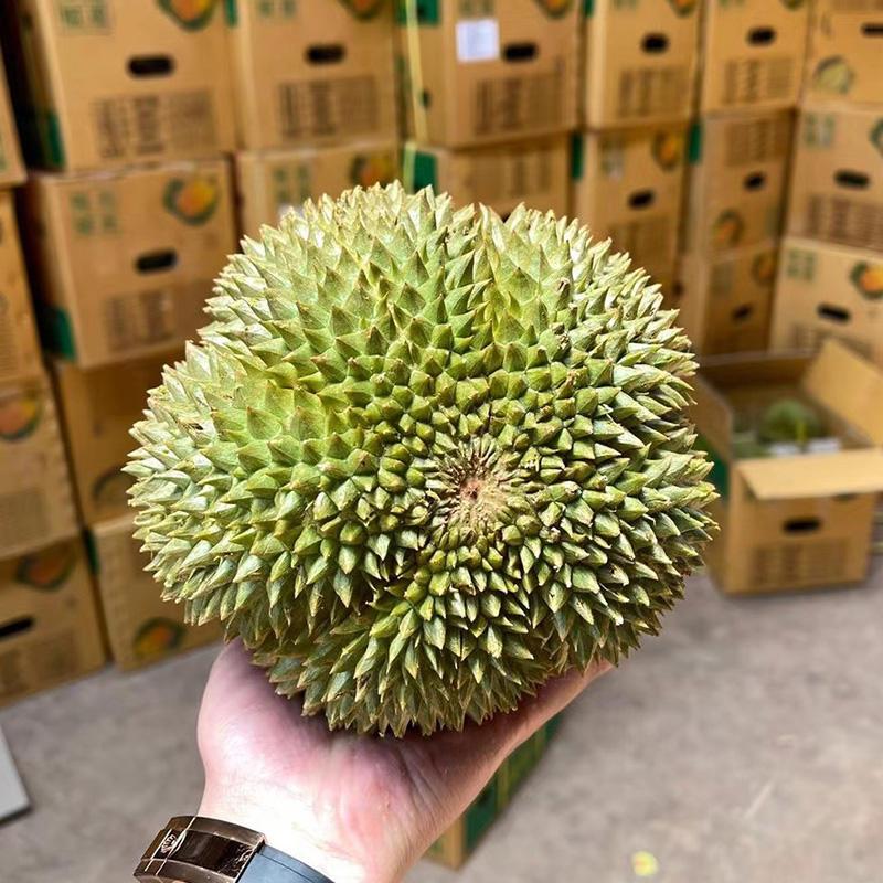 [西沛生鲜]泰国甲仑榴莲 进口榴莲 纸箱1个装 5-6斤 软糯香甜 新鲜水果 西沛