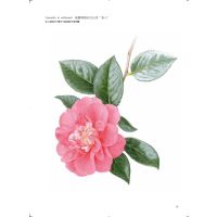 [正版] 英国皇家植物园植物画教程 水彩画技巧书籍