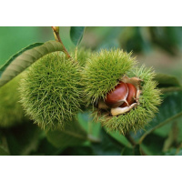 嫁接板栗苗 特大板栗树苗南北方种植盆栽地栽当年结果栗子果树苗