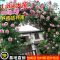 白木香(小花浓香) 中苗(40-70cm高)当年开花 蔷薇花苗藤本月季大花浓香庭院爬藤植物花卉盆栽欧月玫瑰四季开花