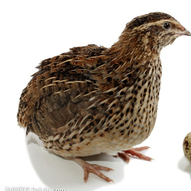 鹌鹑产蛋王活体天天下蛋包活青年鹌鹑活苗宠物运输笼配料半斤