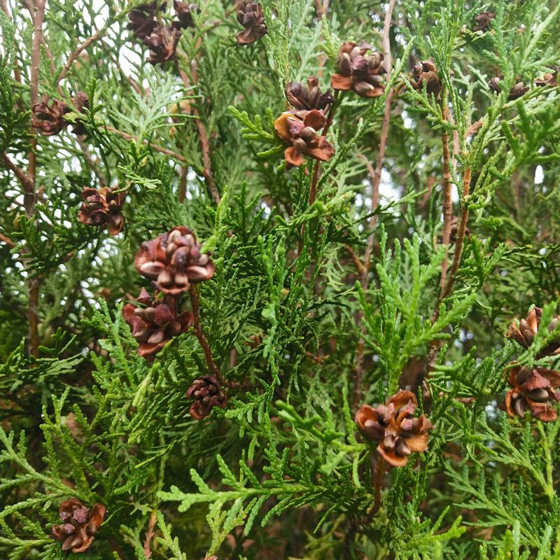 秦岭山野生柏树籽侧柏籽柏树籽侧柏树种子侧柏果实壳乌发枕头