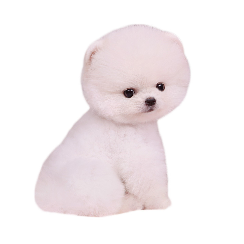 活体博美犬幼犬纯种博美犬双血统长不大博美俊介狗狗白色玩具型迷你狗茶杯犬视频挑选报价 参数 图片 视频 怎么样 问答 苏宁易购