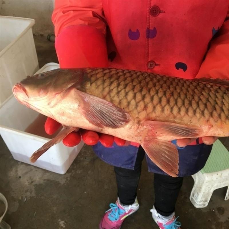 赛卡伊江苏水乡正宗鲤鱼新鲜鲜活四鼻鲤鱼大鱼现杀淡水鱼500g1斤