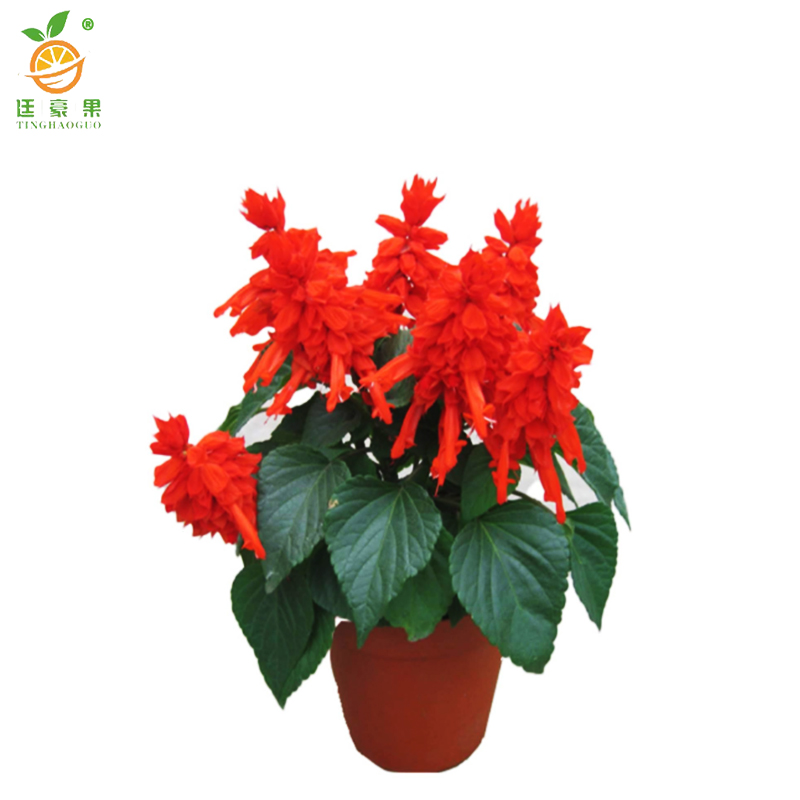 廷豪果 叶冲红 30cm /盆高清大图