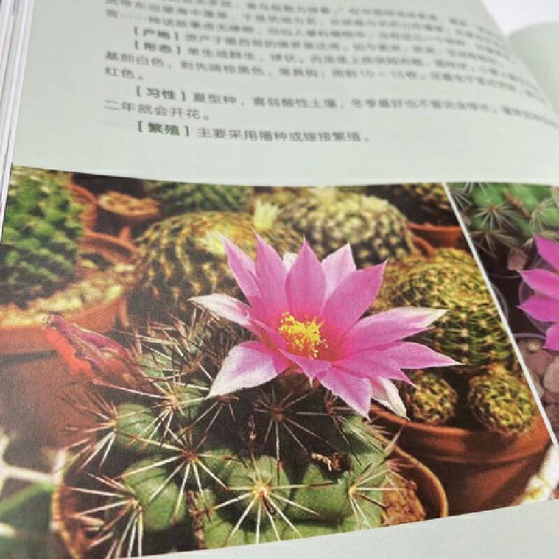 [醉染正版]仙人掌植物百科 仙人掌物种起源分布生态背景与形态特征栽培要点仙人掌栽培书籍 仙人掌植物鉴赏图谱图鉴生活养花书高清大图