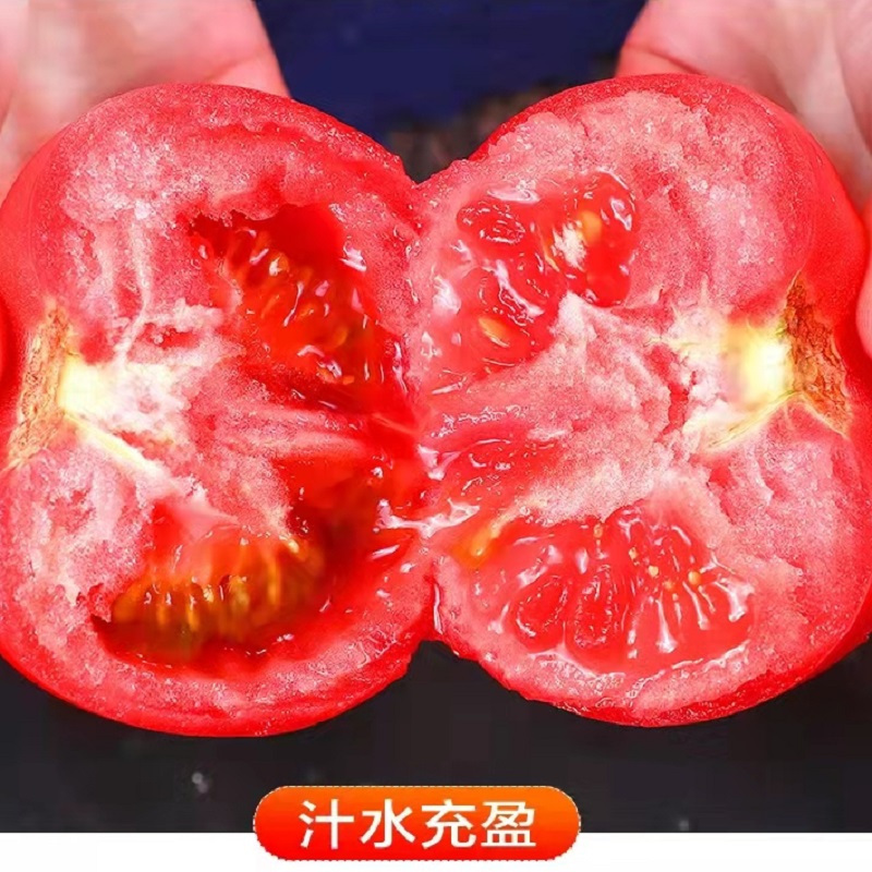 [五个农民]普罗旺斯西红柿 番茄5斤大果沙瓤番茄新鲜生吃蔬菜