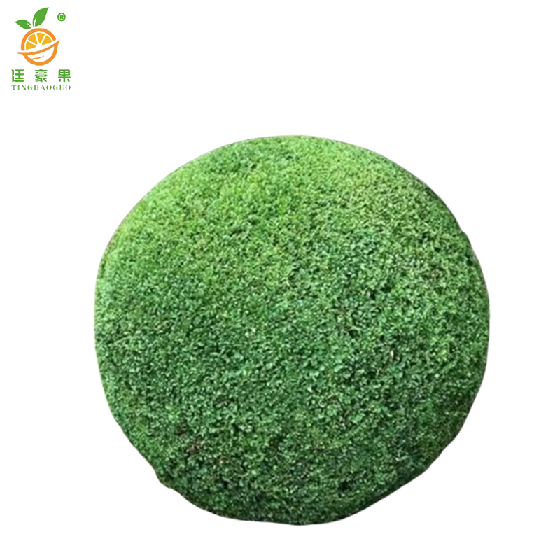 廷豪果 小叶女贞球 冠幅80cm /棵高清大图