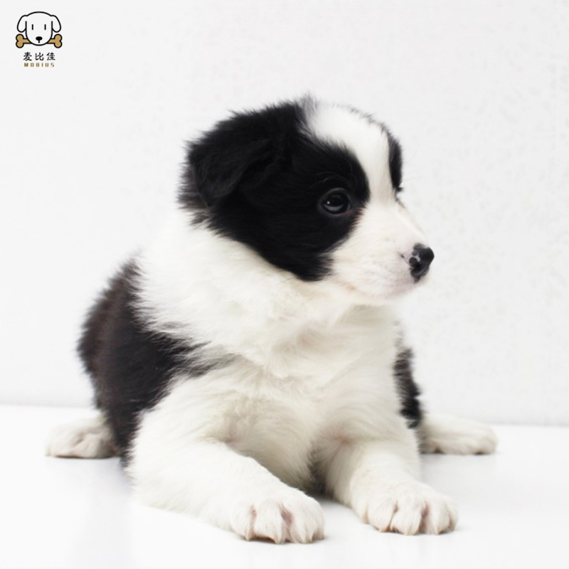 麦比佳 纯种边境牧羊犬幼犬 边牧狗狗活体幼犬 双血统赛级高品质黑白三通牧羊犬 高智商边境宠物狗三通七白大围脖 可视频挑选高清大图