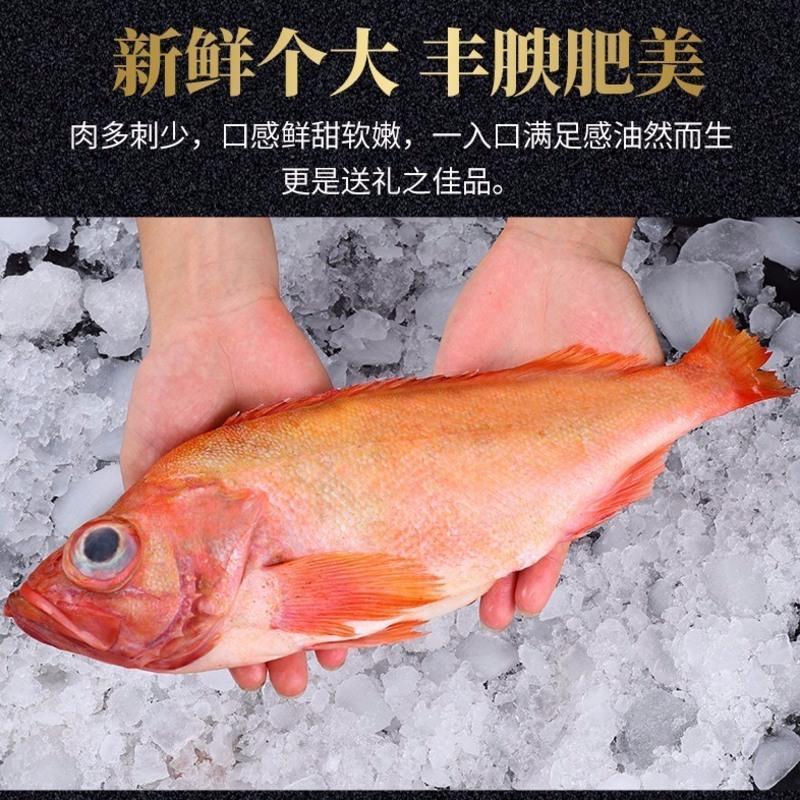新鲜红石斑鱼冷冻整条大龙胆鱼富贵鱼活体深海鱼鲜活海鲜水产 5斤装