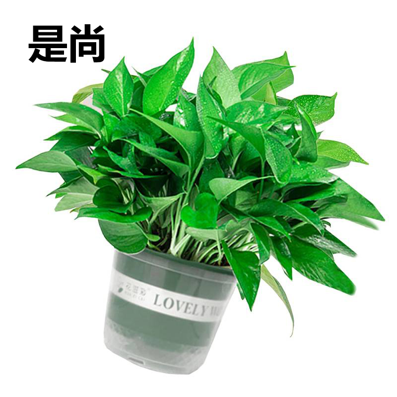 是尚 绿植盆栽 绿萝/罐高清大图