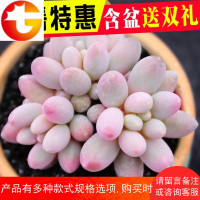 多肉植物组合盆栽 婴儿手指多肉绿植花卉室内 肉肉含盆