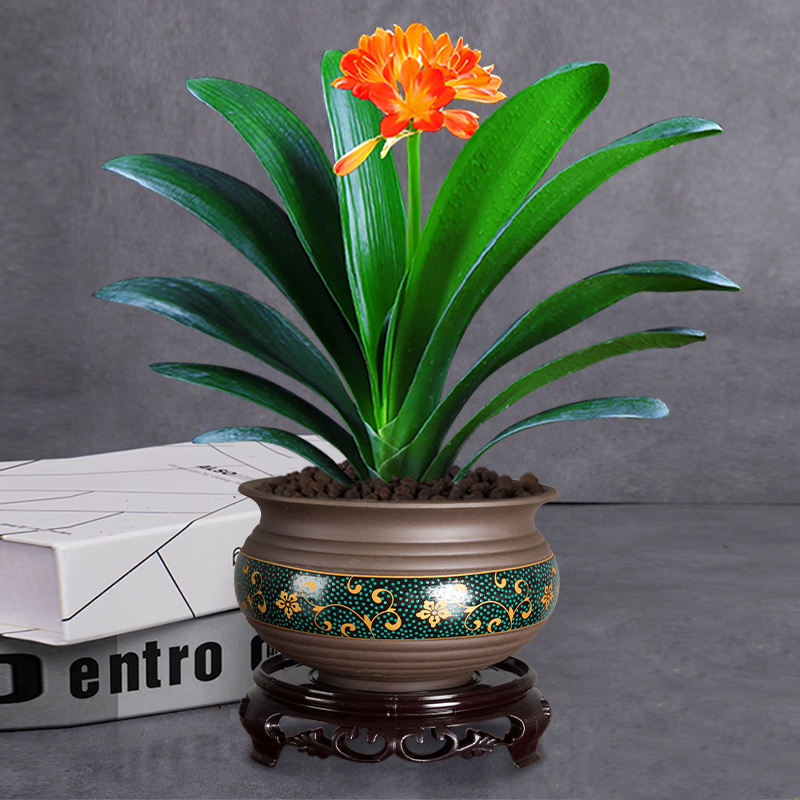 好养的花卉盆栽(好养的花卉盆栽有哪些养不死)